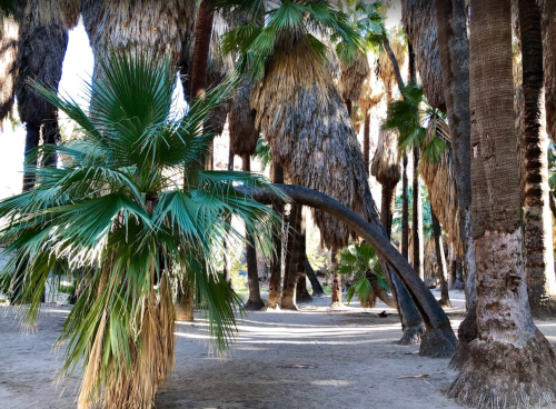 A lush palm grove with tall trees and a distinctive curved trunk, creating a serene, tropical atmosphere.
