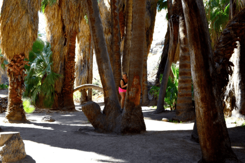 A person in a pink outfit stands beside a tall palm tree in a lush, sunlit palm grove.