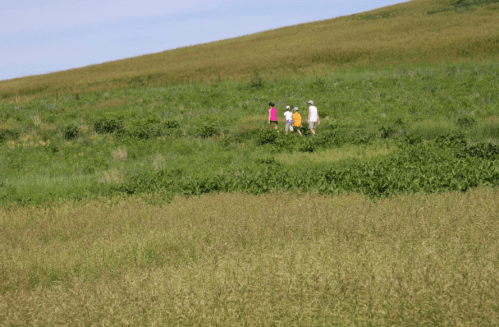 A group of four people walking through a green, grassy hillside on a sunny day.