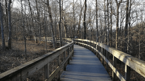 A wooden boardwalk winds through a forest with bare trees, leading into the distance on a clear day.