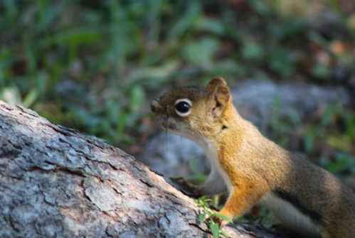 A close-up of a squirrel climbing a log, with green grass and blurred background.