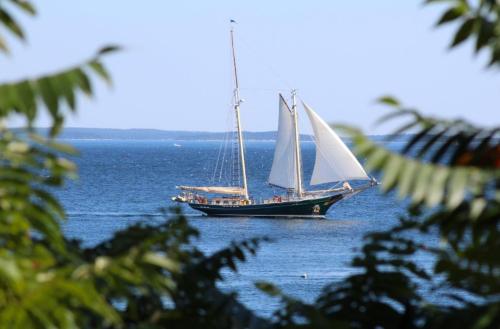 A sailboat with white sails glides across a calm blue sea, framed by green foliage in the foreground.