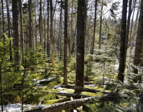 A serene forest scene with tall trees, green underbrush, and patches of snow on the ground. Sunlight filters through the branches.