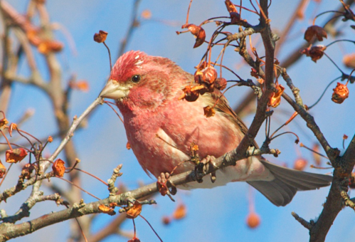 A pink bird perched on a branch with dried flowers against a blue sky.