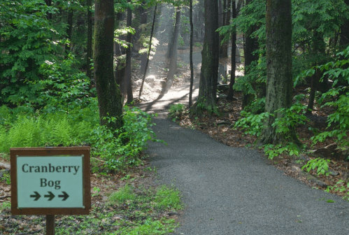 A forest path leads to a cranberry bog, with sunlight filtering through the trees and a sign pointing the way.