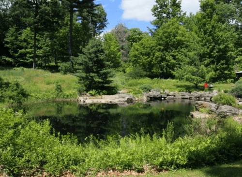 A serene pond surrounded by lush greenery and trees, with a person in red near the water's edge.