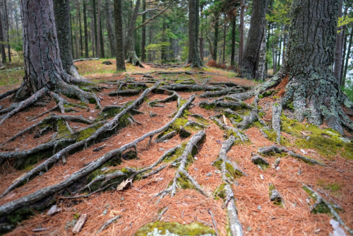 A forest scene with exposed tree roots, pine needles on the ground, and tall trees in the background.