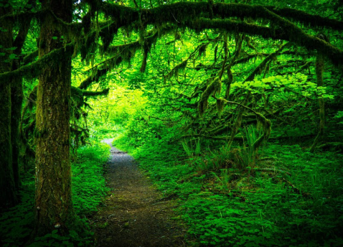 A lush green forest path surrounded by moss-covered trees and dense foliage.