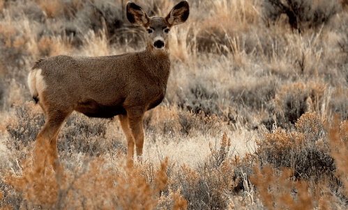 A young deer stands in a grassy field, surrounded by dry shrubs and tall grasses.