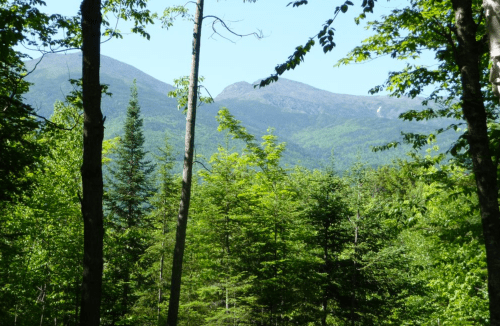 Lush green forest with tall trees and distant mountains under a clear blue sky.