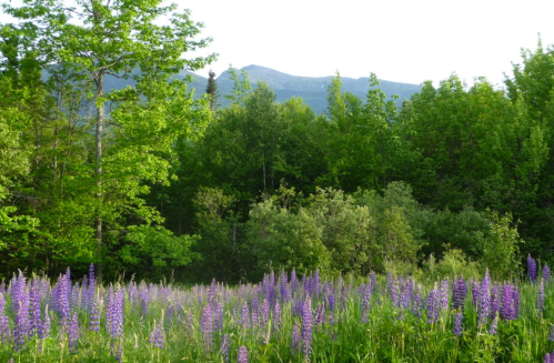 A vibrant field of purple lupines in front of lush green trees and distant mountains under a clear sky.