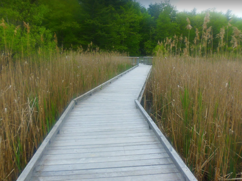 A wooden boardwalk leads through tall reeds in a lush green wetland area.