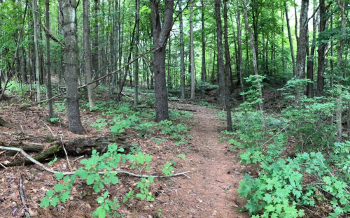 A winding dirt path through a lush green forest with tall trees and underbrush.