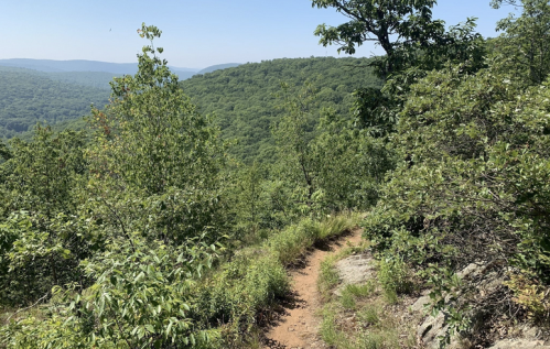 A winding dirt path through lush green trees, leading into a scenic mountainous landscape under a clear blue sky.