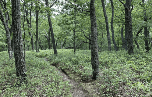A winding dirt path through a lush green forest with tall trees and dense undergrowth.