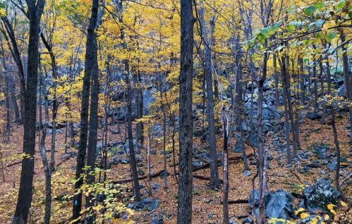 A forest scene in autumn, featuring trees with yellow leaves and rocky terrain covered in fallen leaves.