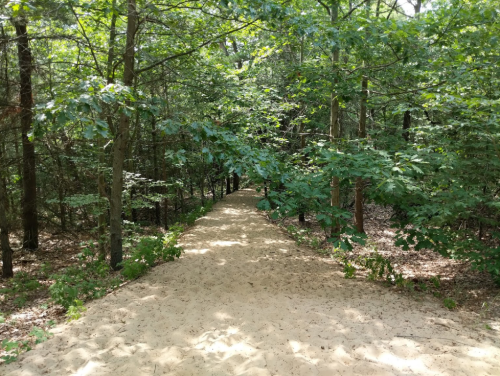 A sandy path winding through a lush green forest with trees and foliage on either side.