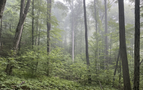 A misty forest with tall trees and lush green undergrowth, creating a serene and tranquil atmosphere.