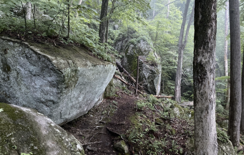 A misty forest path winding between large boulders and lush greenery, with tall trees lining the trail.
