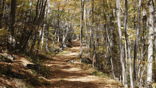 A serene forest path lined with trees, showcasing vibrant autumn foliage and a carpet of fallen leaves.