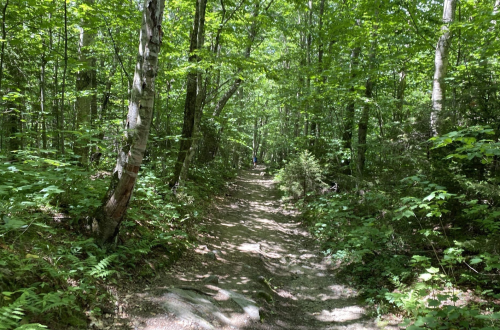 A narrow dirt path winds through a lush green forest, surrounded by tall trees and dense foliage.