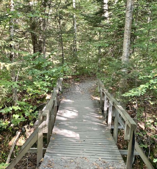 A wooden bridge over a gravel path surrounded by lush green trees in a forested area.