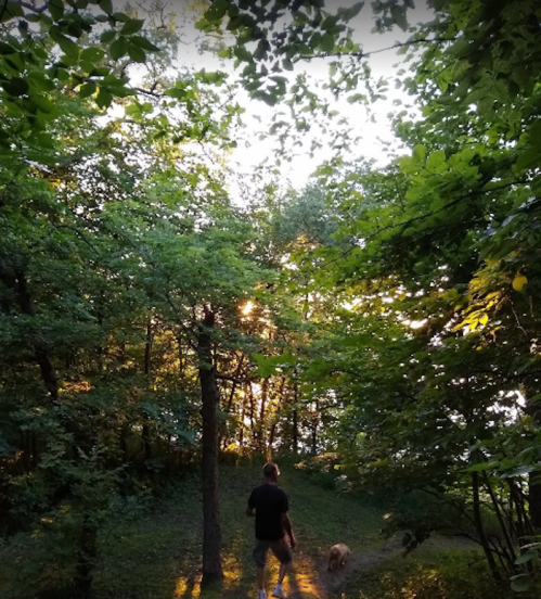 A person walks a dog along a path in a lush, green forest with sunlight filtering through the trees.