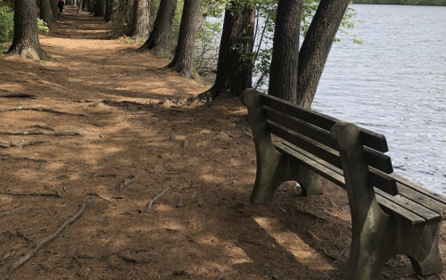 A wooden bench along a sandy path by a lake, surrounded by tall trees and greenery.