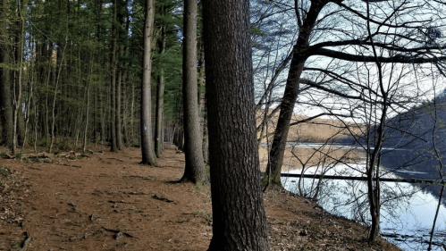A serene forest path lined with tall trees, leading to a calm lake reflecting the surrounding nature.