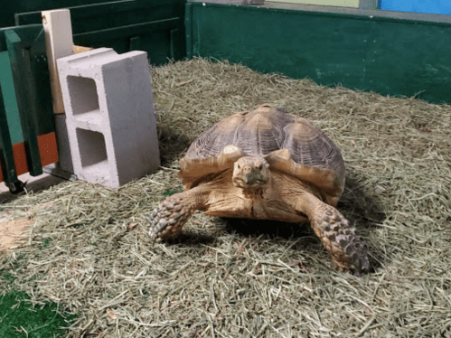 A tortoise walking on hay in a green enclosure with a concrete block nearby.