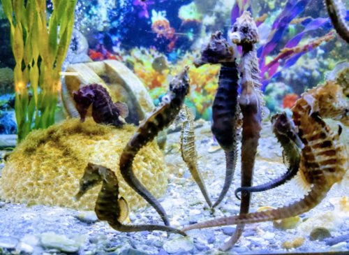 A vibrant underwater scene featuring several seahorses among colorful coral and aquatic plants.