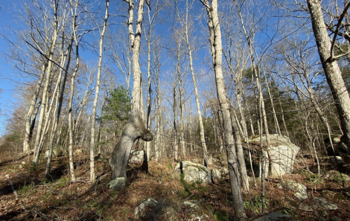 A forest scene with bare trees, rocky ground, and a clear blue sky, showcasing the beauty of nature in winter.