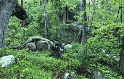Lush green forest with large rocks and a small stream flowing through, surrounded by trees and vibrant foliage.