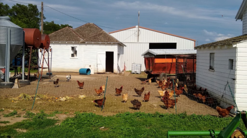 A farmyard scene with chickens roaming, a red wagon, and white barns under a blue sky.