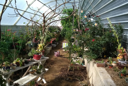 A lush greenhouse filled with various plants, flowers, and trees, with a pathway running through the center.