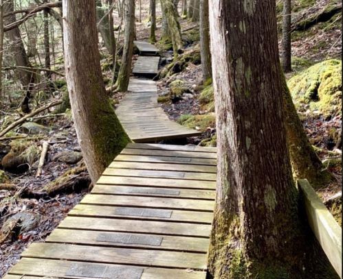 A winding wooden boardwalk through a forest, flanked by trees and moss-covered ground.