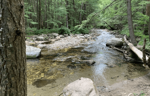 A serene forest scene featuring a clear stream flowing over rocks, surrounded by lush green trees.