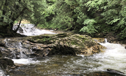 A serene river flows over rocky terrain, surrounded by lush green trees and foliage.