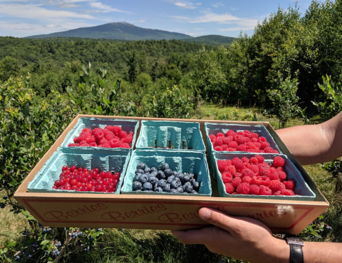 A hand holds a box of assorted berries, including raspberries, blueberries, and currants, with a scenic mountain view in the background.