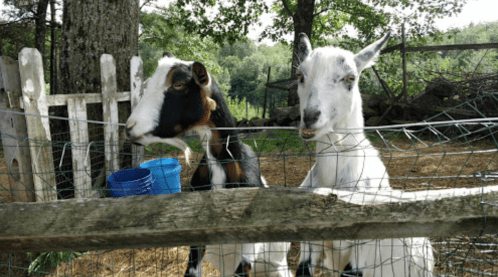 Two goats, one black and white and the other white, stand by a fence with blue buckets in a green, wooded area.