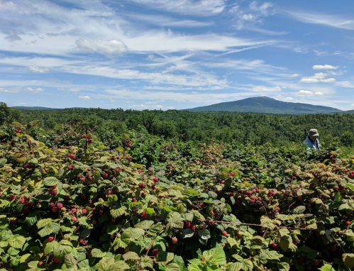 A lush landscape of raspberry bushes with a mountain in the background under a blue sky with scattered clouds.