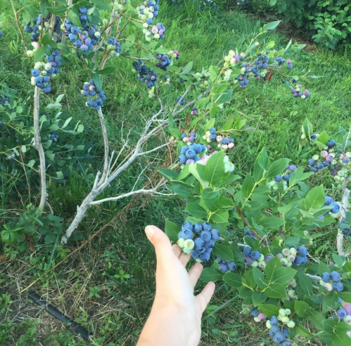 A hand reaching for ripe blueberries on a bush, surrounded by green leaves and grass.