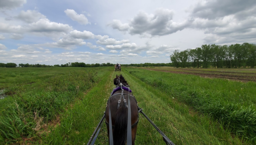 A view from behind a horse pulling a cart through a grassy field under a cloudy sky.