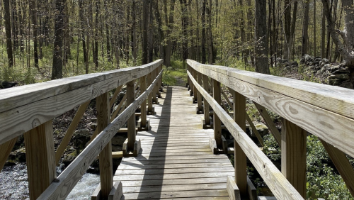 A wooden bridge spans a stream, surrounded by lush green trees in a serene forest setting.