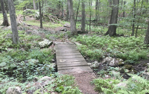 A wooden bridge crosses a small stream in a lush, green forest filled with ferns and rocky terrain.