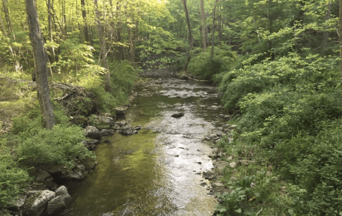 A serene forest scene featuring a gently flowing creek surrounded by lush green trees and foliage.