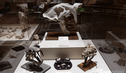 Display of various animal skulls in a museum exhibit, showcasing skeletal structures and fossils.