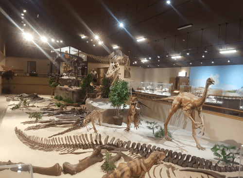 Dinosaur exhibit featuring skeletons and life-sized models in a well-lit museum setting.