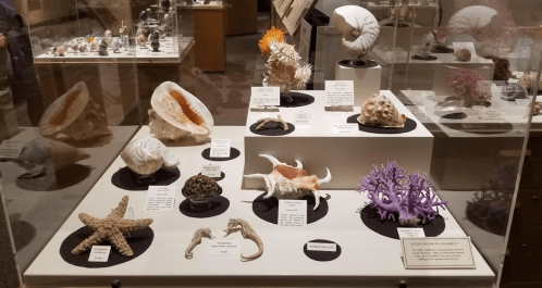 Display of various seashells, corals, and marine specimens in a museum exhibit, labeled with descriptions.