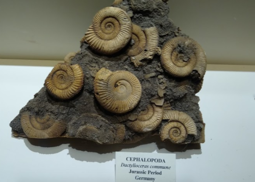 Fossil display of Dactylioceras commune, a Jurassic cephalopod, from Germany, featuring spiral-shaped shells.